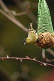 lindeijer_2006-05-01_001