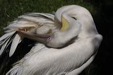 lindeijer_2006-07-20_601