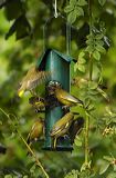 lindeijer_2006-08-07_003