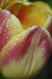 lindeijer_2006-05-28_027