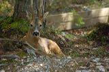 lindeijer_2006-08-01_284