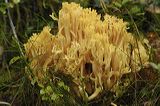 lindeijer_2006-10-15_042