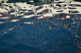 _dsc4446_quick