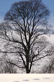 lindeijer_2006-03-23_022