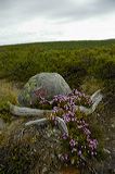 lindeijer_2006-06-17_004